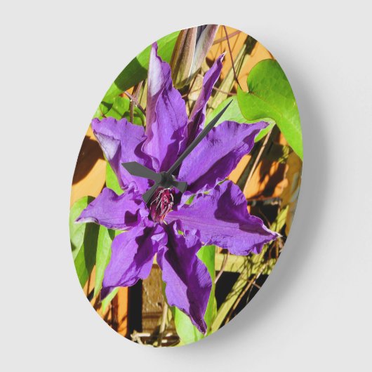 CLEMATIS GROßE WANDUHR (Winkel)