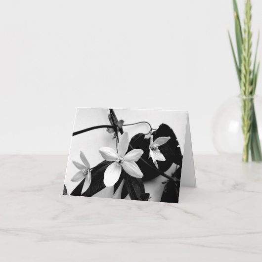 Clematis in einfarbigem Notecard Karte (Vorderseite)