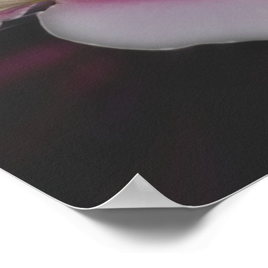 Clematis in rosa Blume Nah Poster (Ecke)