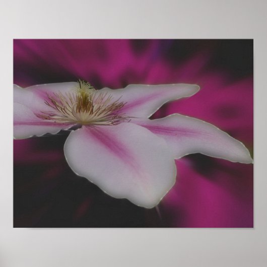 Clematis in rosa Blume Nah Poster (Vorne)