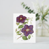 Clematis jackmani postkarte (Stehend Vorderseite)
