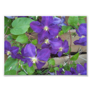 Clematis Jackmanii Superba Fotodruck