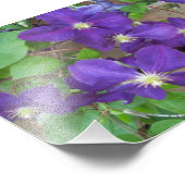 Clematis Jackmanii Superba Fotodruck (Ecke)
