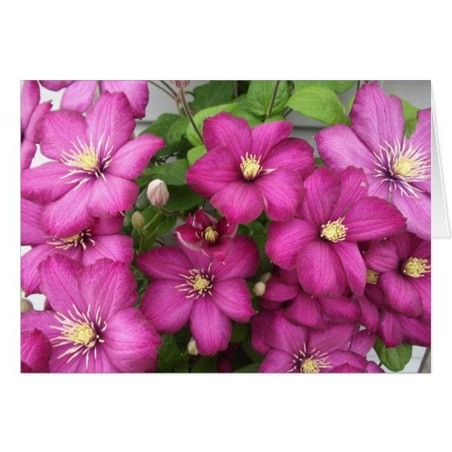 Clematis-Karte (Vorderseite (Horizontal))