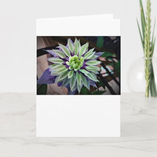 Clematis, Karte (Vorderseite)