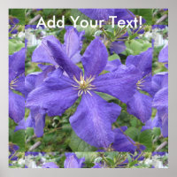 Clematis Lila grüne Blume