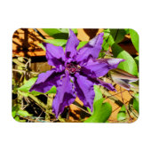 CLEMATIS MAGNET (Horizontal)