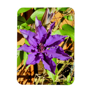 CLEMATIS MAGNET