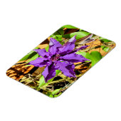 CLEMATIS MAGNET (Linke Seite)