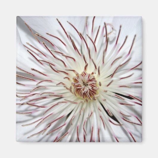 Clematis Magnet (Vorne)