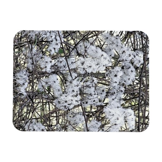 CLEMATIS MAGNET (Horizontal)