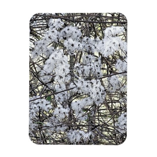 CLEMATIS MAGNET (Vertikal)