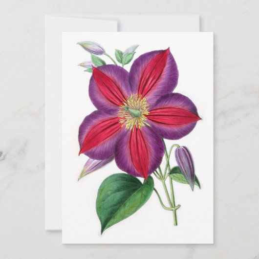 Clematis Magnifica (Vorderseite)