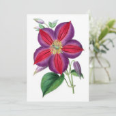 Clematis Magnifica (Stehend Vorderseite)
