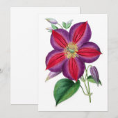 Clematis Magnifica (Vorne/Hinten)