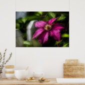 Clematis - Majestät Poster (Küche)
