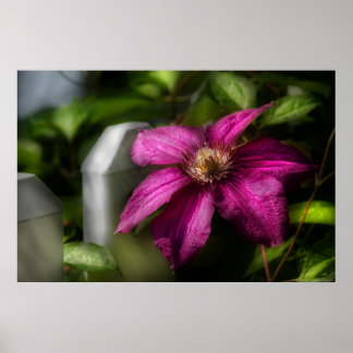 Clematis - Majestät Poster