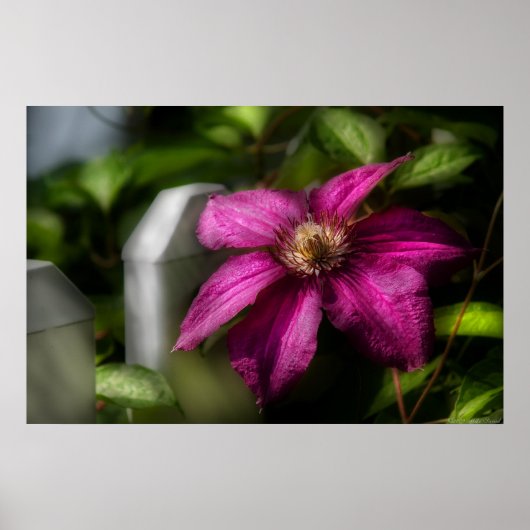 Clematis - Majestät Poster (Vorne)
