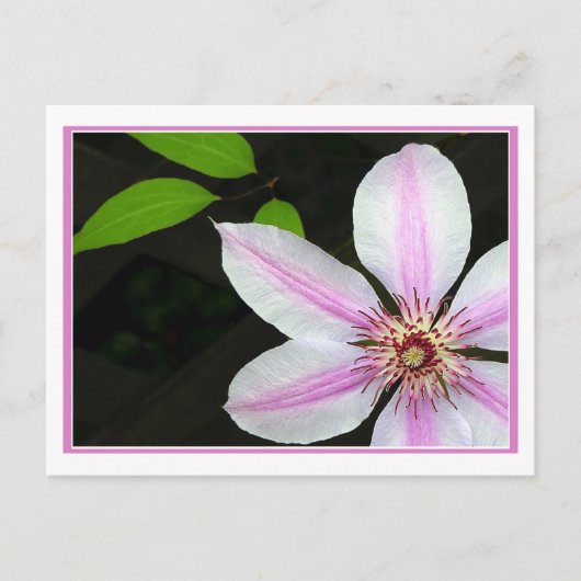 Clematis mit Blätter Postkarte (Vorderseite)