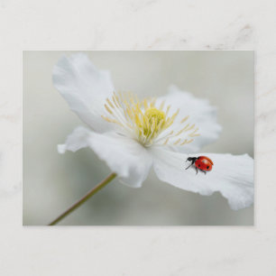 Clematis montana mit Ladybird Postkarte