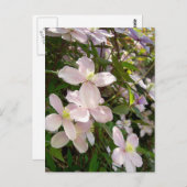 Clematis Montana Postkarte (Vorne/Hinten)