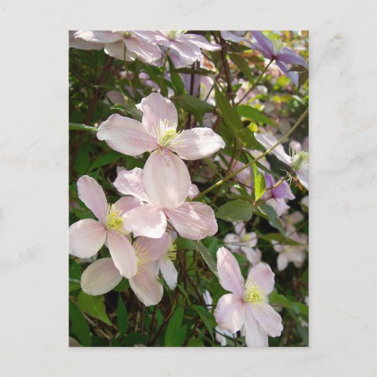 Clematis Montana Postkarte (Vorderseite)