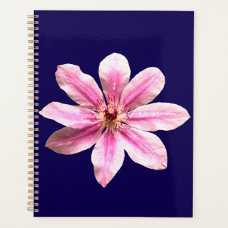 Clematis Nelly Moser Planer