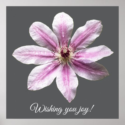 Clematis Nelly Moser Poster (Vorne)