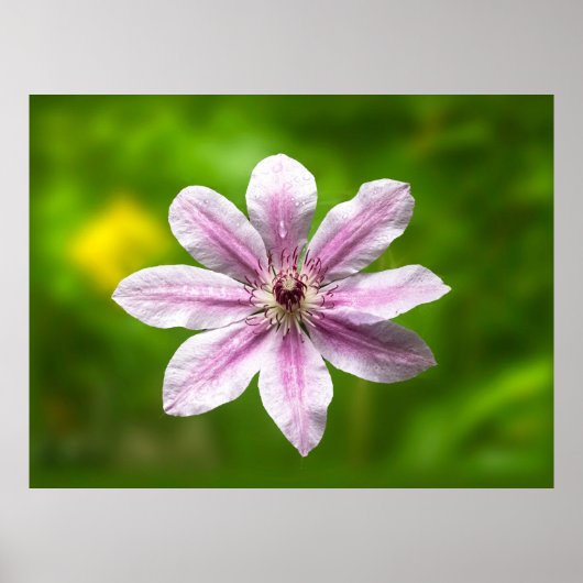 Clematis 'Nelly Moser' Poster (Vorne)