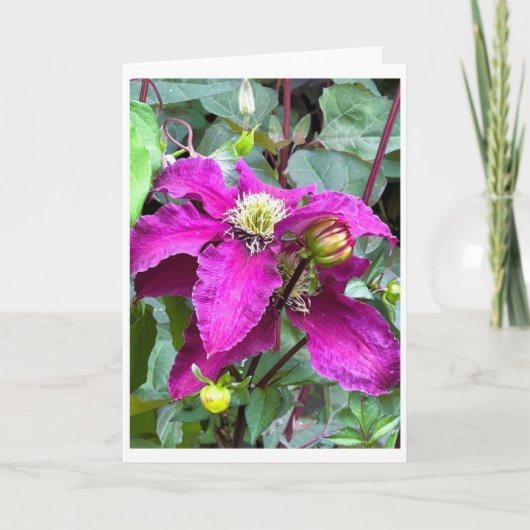Clematis Niobe bei Cawdor Castle Blank Card Einladung (Vorderseite)
