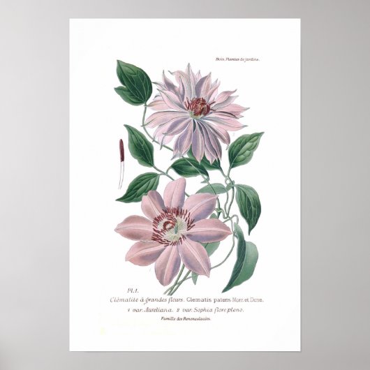 Clematis patens poster (Vorne)