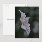 Clematis Postcard Postkarte (Vorne/Hinten)