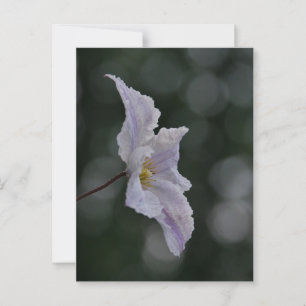 Clematis Postcard Postkarte
