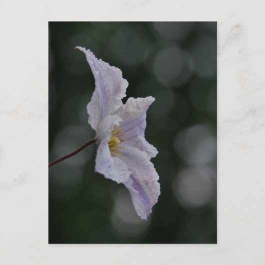Clematis Postcard Postkarte (Vorderseite)