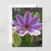 Clematis Postcard Postkarte (Vorne/Hinten)