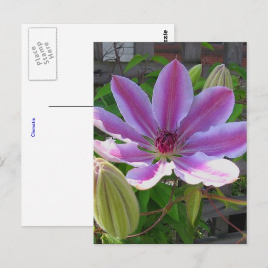 Clematis Postcard Postkarte (Vorne/Hinten)