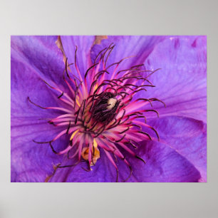 CLEMATIS POSTER