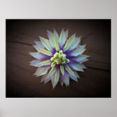Clematis Poster (Vorne)