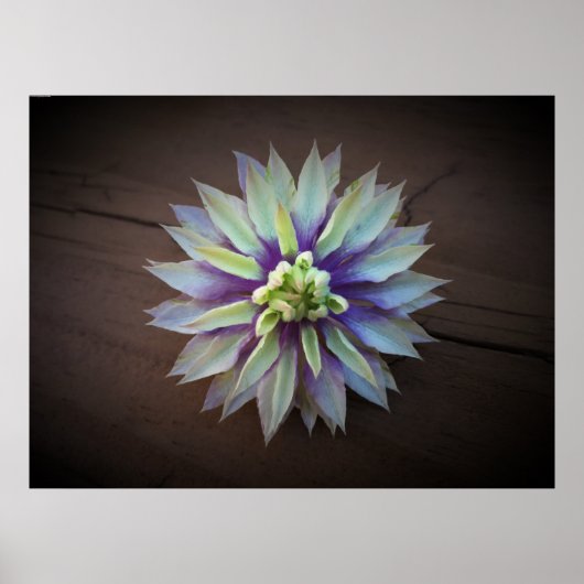 Clematis Poster (Vorne)