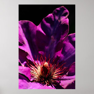 Clematis Poster