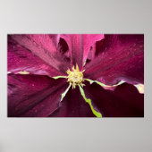 Clematis Poster (Vorne)