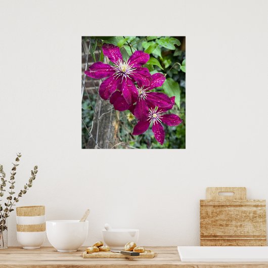 Clematis Poster (Küche)