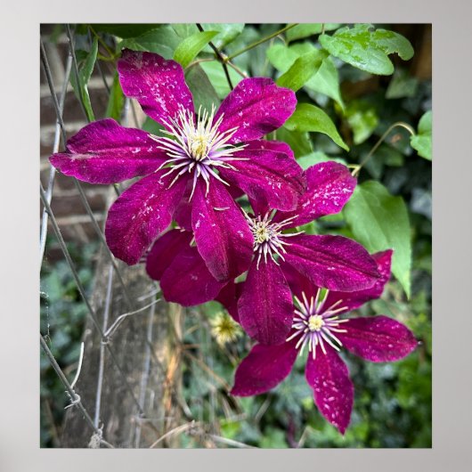 Clematis Poster (Vorne)