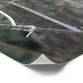 Clematis Poster (Ecke)