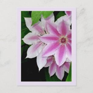 Clematis Postkarte
