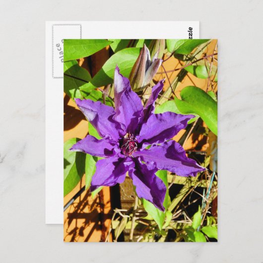 CLEMATIS POSTKARTE (Vorne/Hinten)