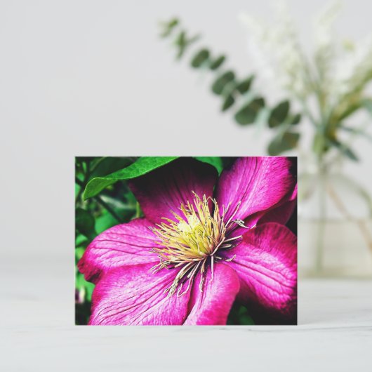 Clematis Postkarte (Stehend Vorderseite)