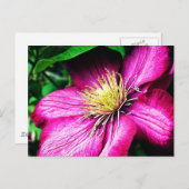 Clematis Postkarte (Vorne/Hinten)