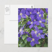 Clematis Postkarte (Vorne/Hinten)