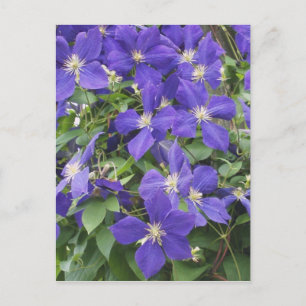 Clematis Postkarte